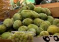 BFDA tightens controls on imported Langra mangoes after calcium carbide detected