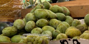 BFDA tightens controls on imported Langra mangoes after calcium carbide detected
