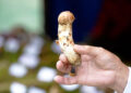 Community Mushroom Management Plan helps sustain growing Matsutake trade in Genye