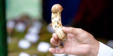 Community Mushroom Management Plan helps sustain growing Matsutake trade in Genye