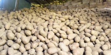 Three months on, Lhuentse farmers still wait for potato buyers