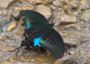 Butterfly meet documents 75 species in Trashi Yangtse