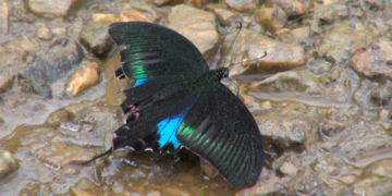 Butterfly meet documents 103 species in Trashi Yangtse