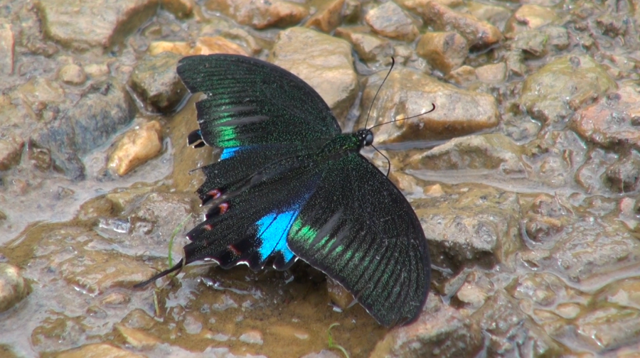 Butterfly meet documents 75 species in Trashi Yangtse