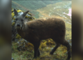 Musk deer survey data now being analysed