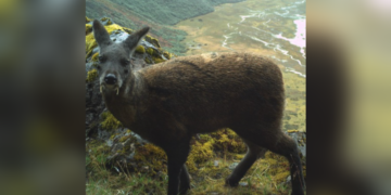 Musk deer survey data now being analysed
