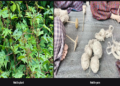 Turning local resource into new beginning