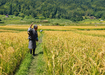Lingmukha farmers guard paddy day and night as ageing fence fails to keep wildlife out