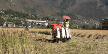 Shortage of combine harvesters challenges paddy harvesting in Paro
