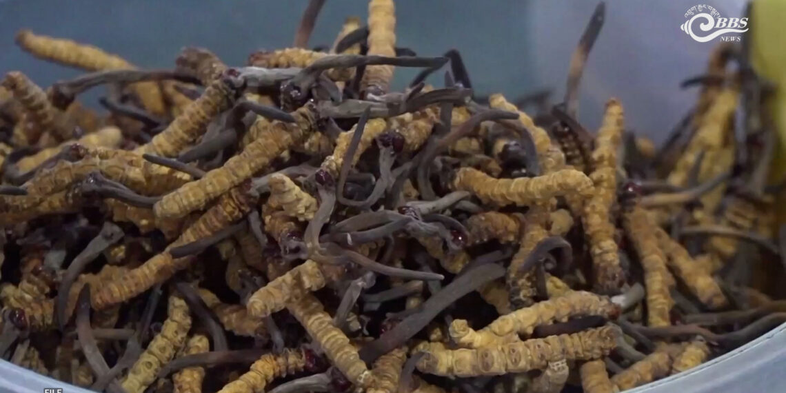 Cordyceps income reshapes gender roles in Lunana