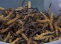 Cordyceps income reshapes gender roles in Lunana