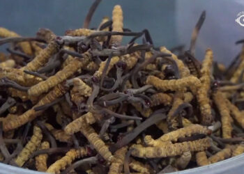 Cordyceps income reshapes gender roles in Lunana