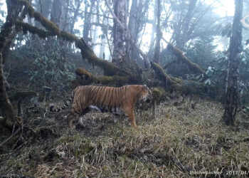 Pelsups propose livelihood solutions to ease human-tiger conflict