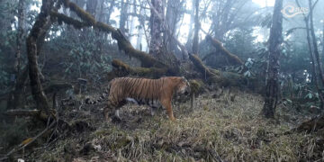 Pelsups propose livelihood solutions to ease human-tiger conflict