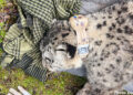 Bhutan collars another snow leopard for conservation research