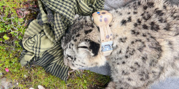 Bhutan collars another snow leopard for conservation research