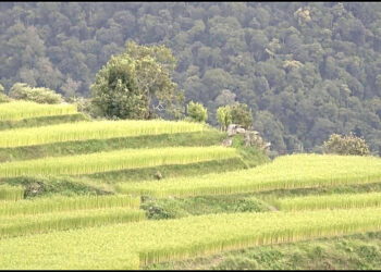 New irrigation channel brings hope to farmers in Trongsa