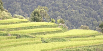 New irrigation channel brings hope to farmers in Trongsa